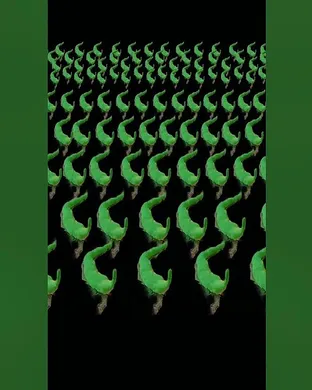 Worm Baltimore